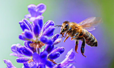 Bee on lavender flower collecting pollen.
